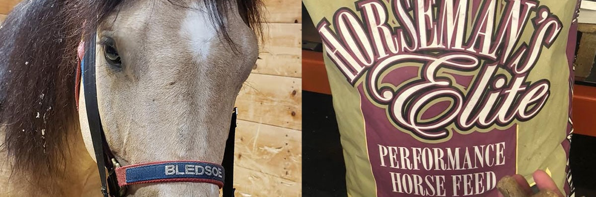 Horse Feed